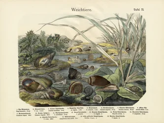 Weichtiere, um 1860